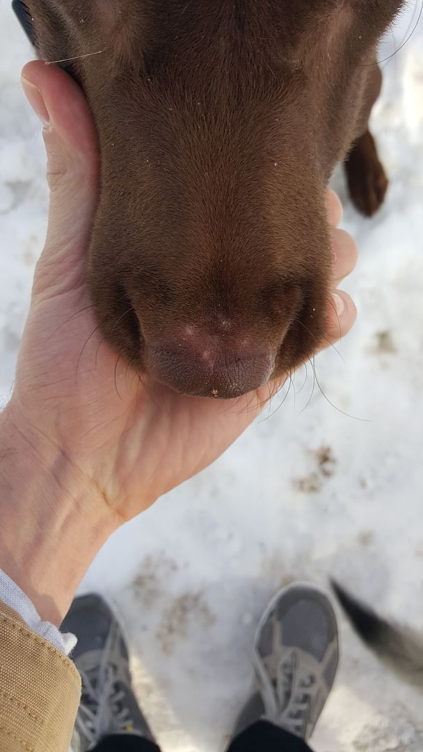 why-does-my-dog-have-pink-spots-on-his-nose